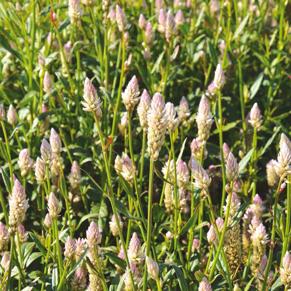 ferme-de-sainte-marthe-c-losie-flamingo-pink-graines-fleurs image 1