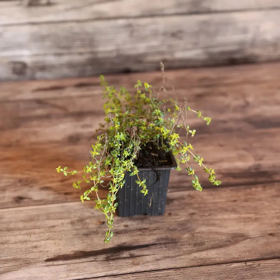 ferme-de-sainte-marthe-plants-bio-thym-corse-plant-herba-baronna image 1