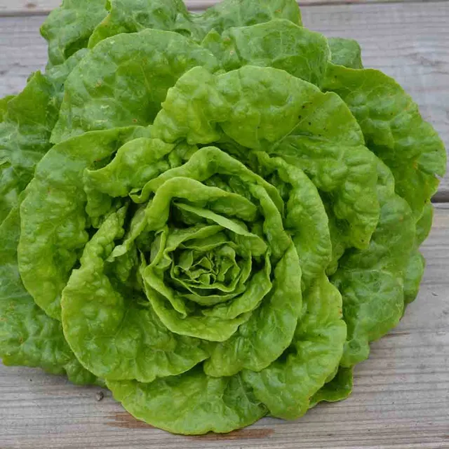 ferme-de-sainte-marthe-laitue-romaine-verte-grasse-graines-bio image 1