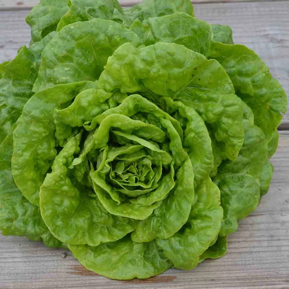 ferme-de-sainte-marthe-laitue-romaine-verte-grasse-graines-bio image 1