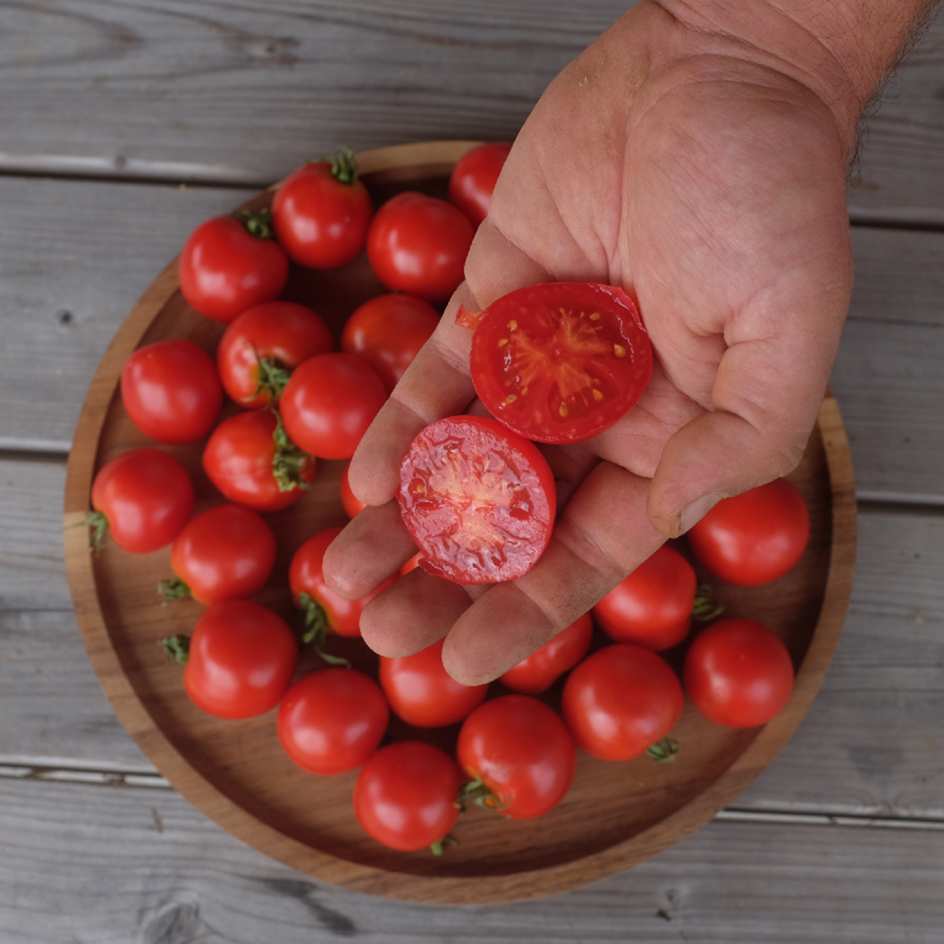 la-bo-te-graines-glacier-graines-tomate-bio-pr-coce-pot image 2