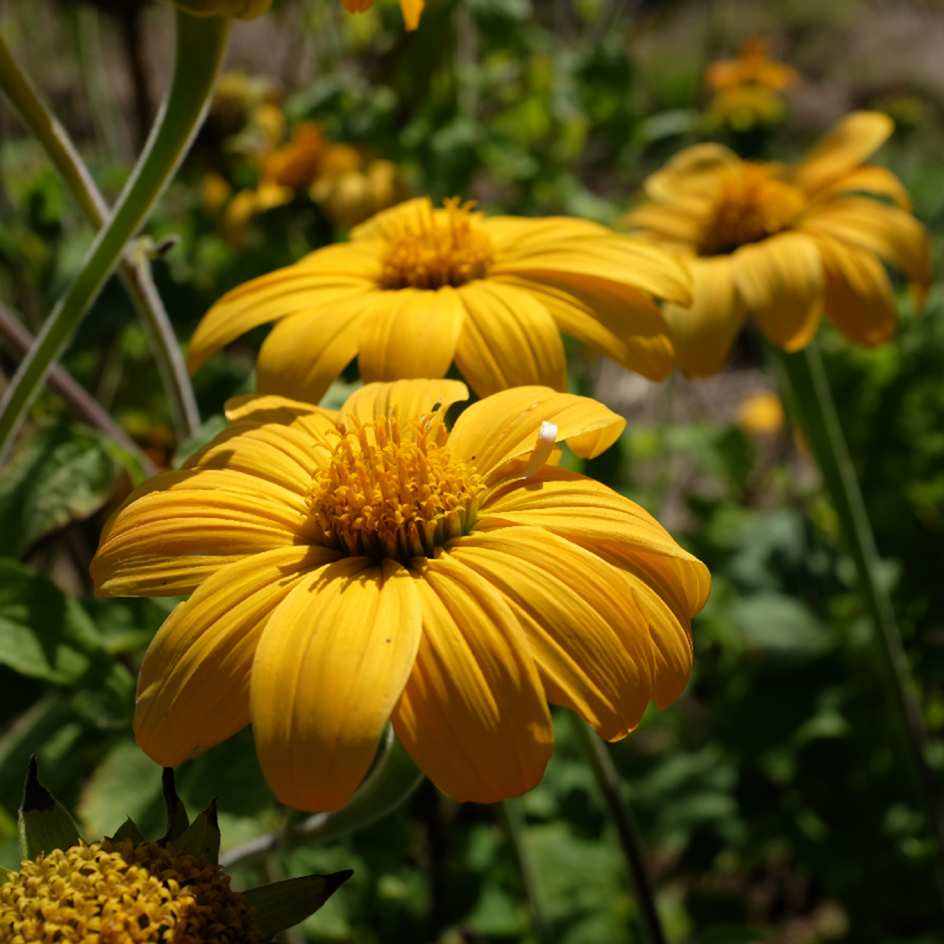 la-bo-te-graines-tithonia-yellow-torch-bio-graines-fleurs image 1