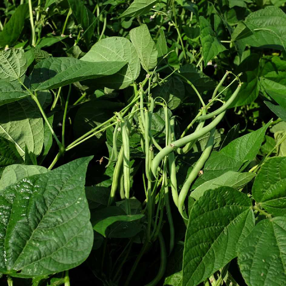 la-bo-te-graines-haricot-delinel-graines-l-gumes-bio-sans-fil image 3