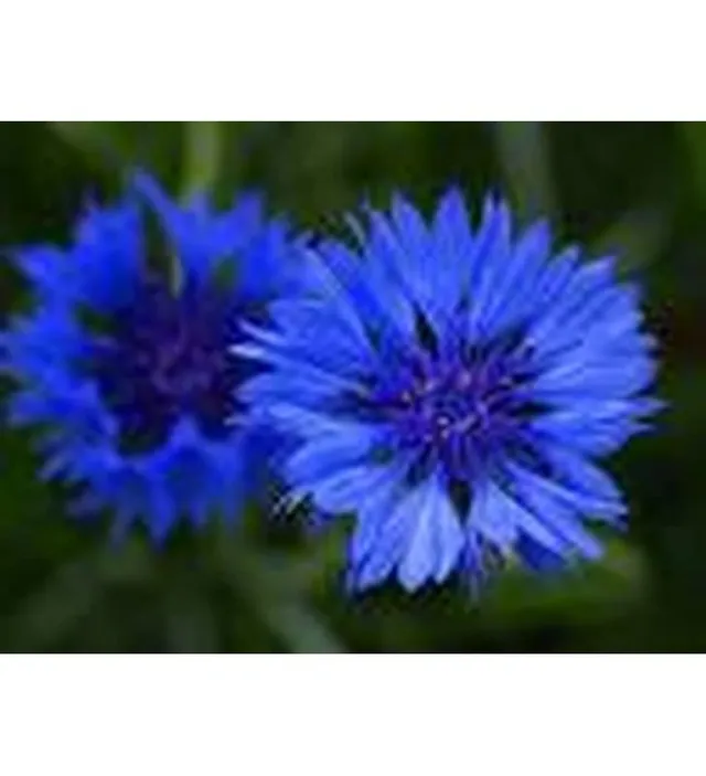 graines-bocquet-centaur-e-barbeau-double-bleu-fleurs-1-g-annuelle image 1