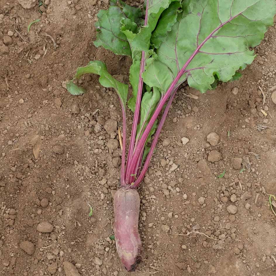 la-bo-te-graines-betterave-forono-bio-graines-l-gumes-cylindrique image 5