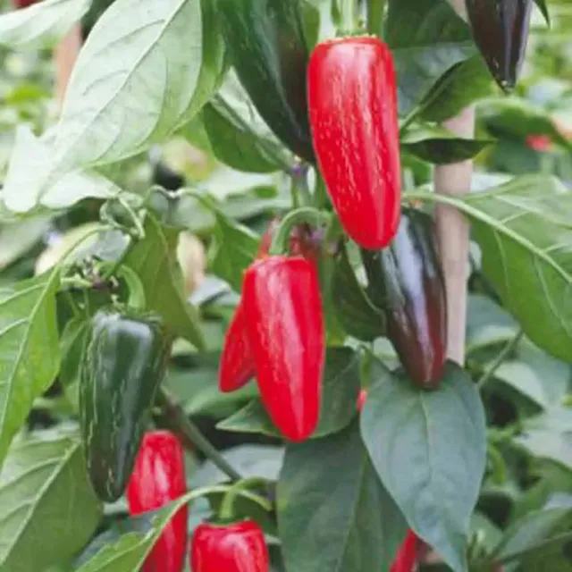 ferme-de-sainte-marthe-piment-jalapeno-rouge-ab-graines-potag-res-bio image 1