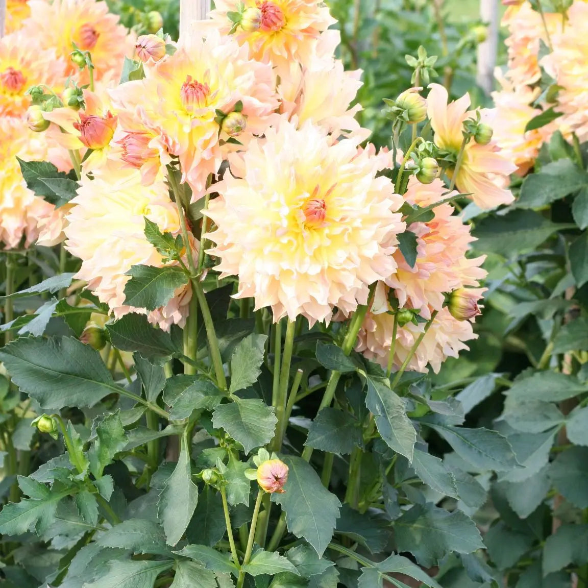 ferme-de-sainte-marthe-dahlia-quenza-bulbe-rose-orange-massif image 2