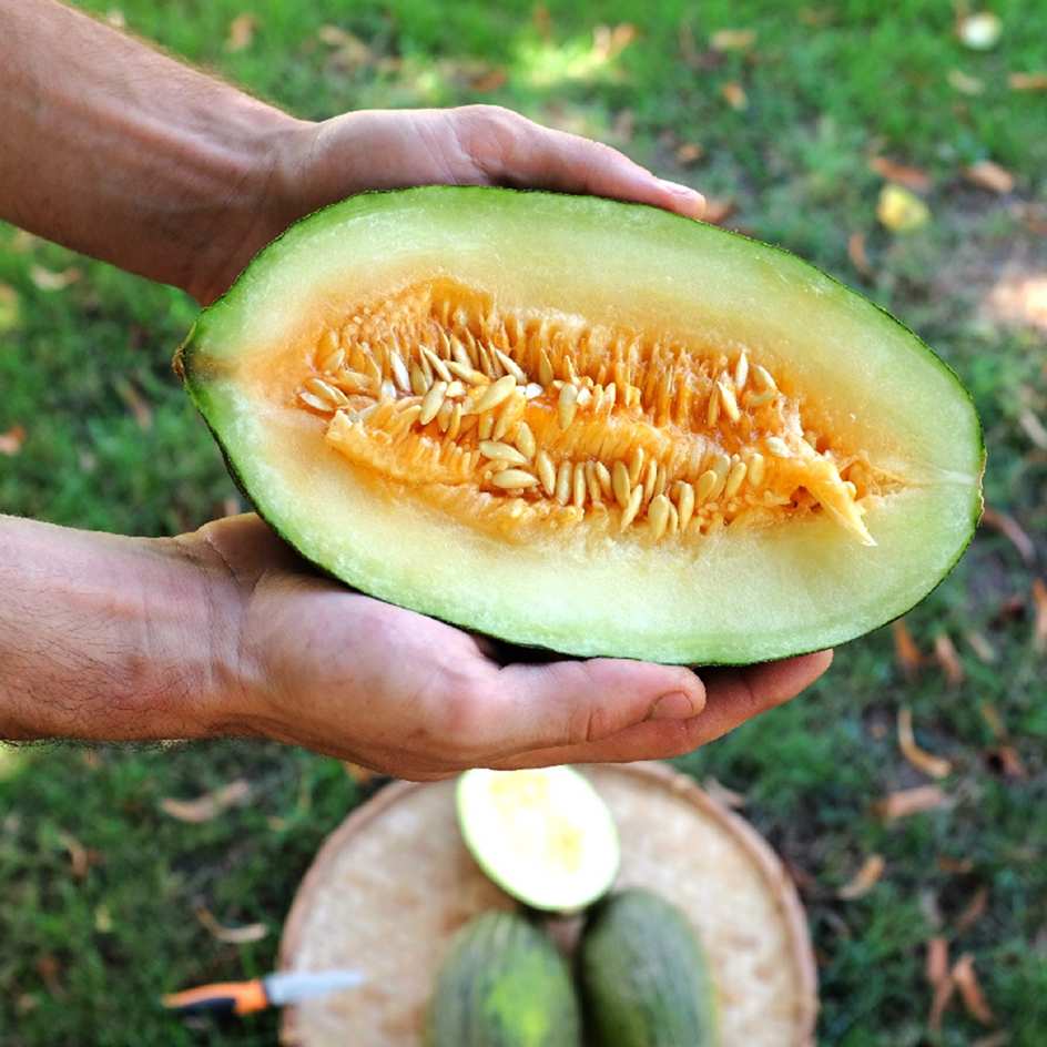 la-bo-te-graines-melon-piel-de-sapo-bio-graines-potager-de-garde image 2