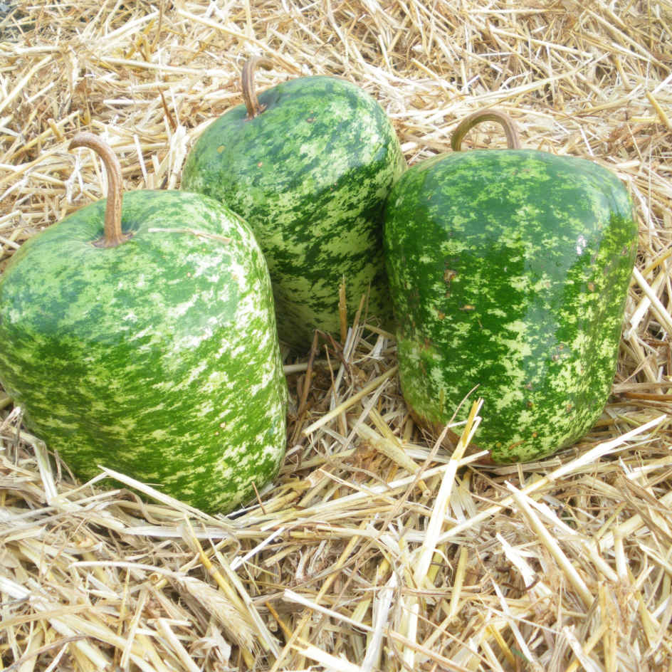 la-bo-te-graines-gourde-apple-bio-graines-fleurs-d-corative image 1