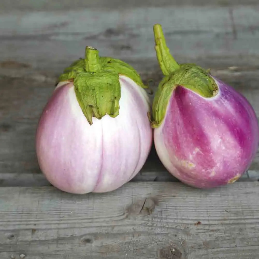ferme-de-sainte-marthe-aubergine-rotonda-bianca-graines-bio image 1