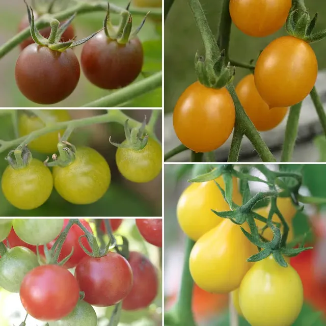 ferme-de-sainte-marthe-tomates-cerises-en-m-lange-bio-sachet image 1