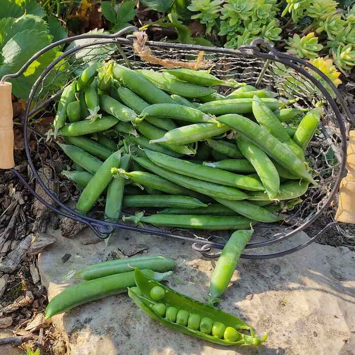 les-semences-de-l-ombelle-pois-merveille-de-kelvedon-graines-bio image 1