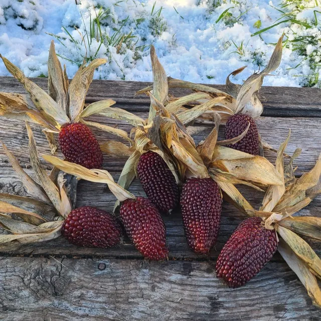 les-semences-de-l-ombelle-ma-s-popcorn-fraise-graines-potag-res image 1