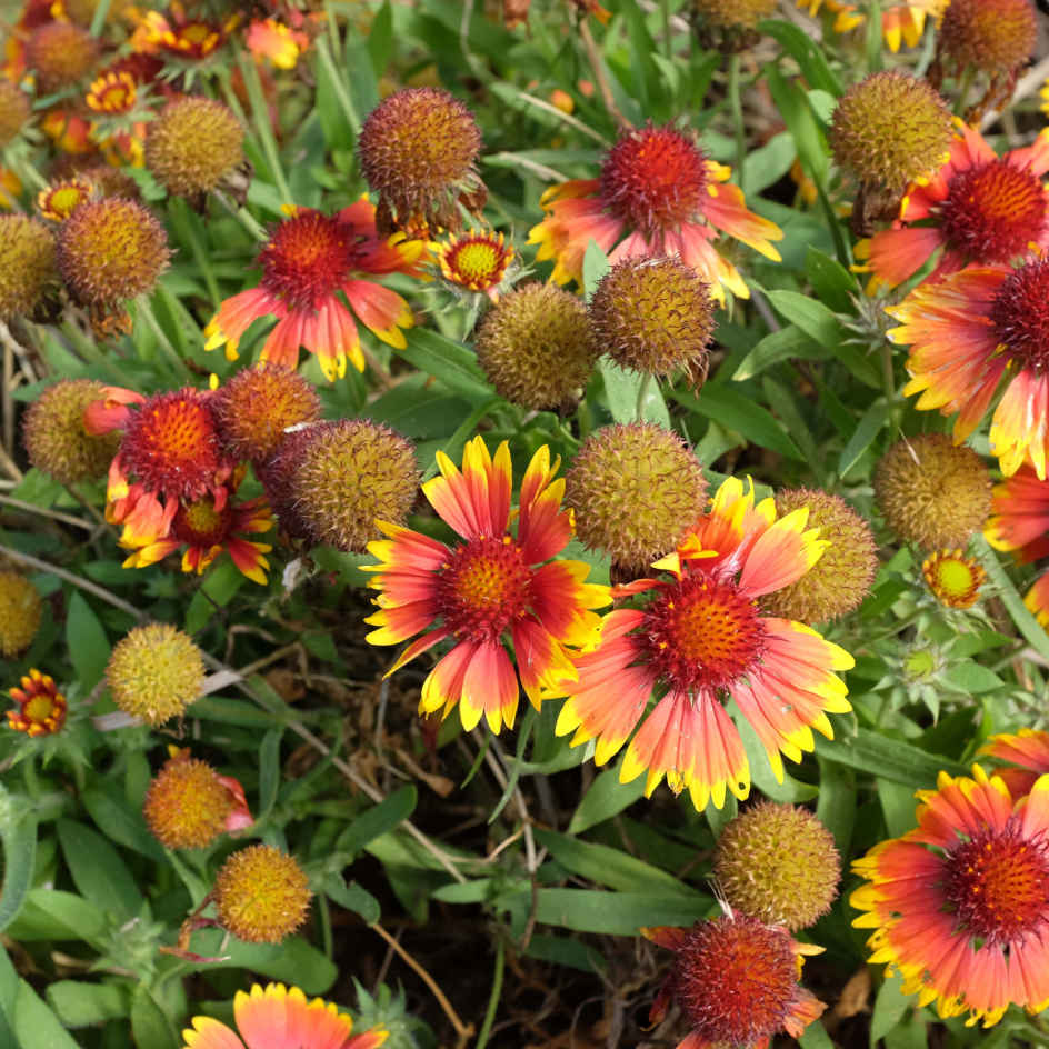 la-bo-te-graines-arizona-sun-graines-de-gaillarde-bio-massif image 2