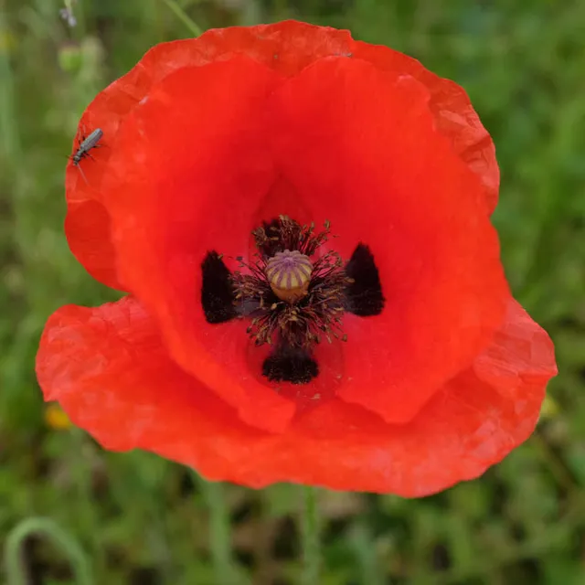 la-bo-te-graines-coquelicot-bio-graines-fleurs-rouges image 1
