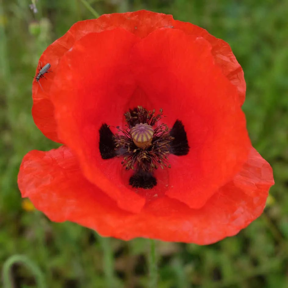 la-bo-te-graines-coquelicot-bio-graines-fleurs-rouges image 1