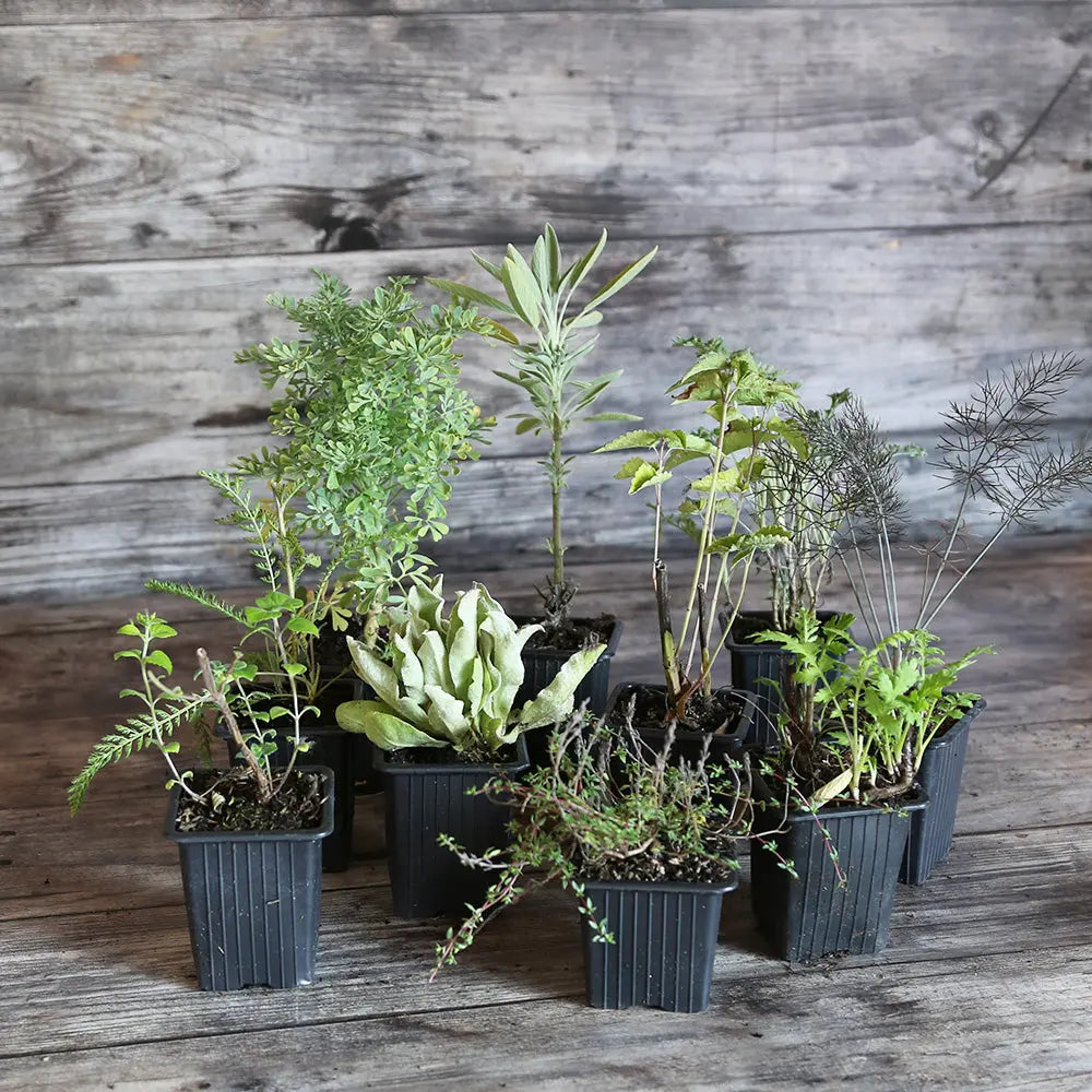 ferme-de-sainte-marthe-collection-9-plants-mellif-res-potager-bio image 2