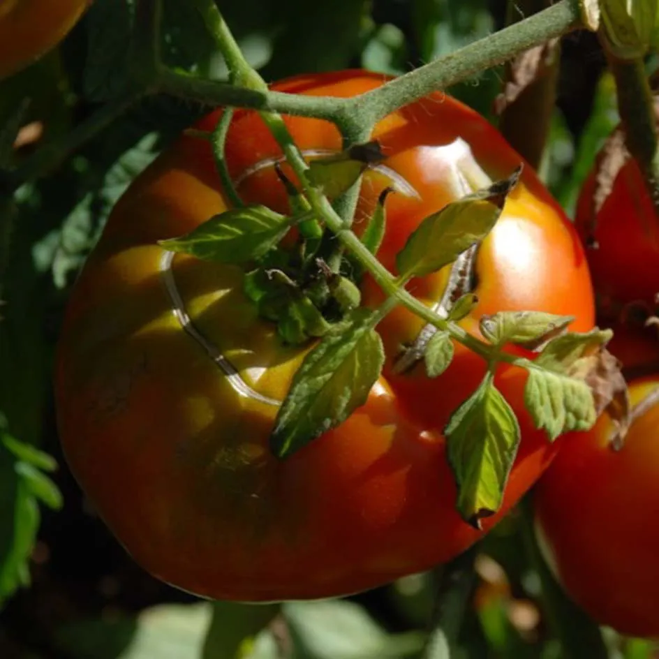 la-bo-te-graines-tomate-marmande-graines-bio-pr-coce image 1