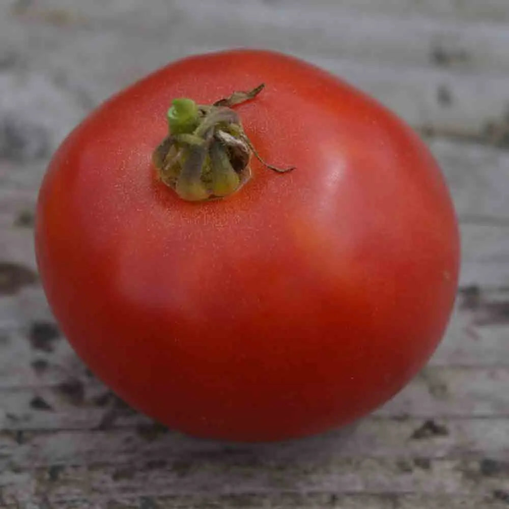 ferme-de-sainte-marthe-arkansas-traveler-graines-de-tomate-bio image 1