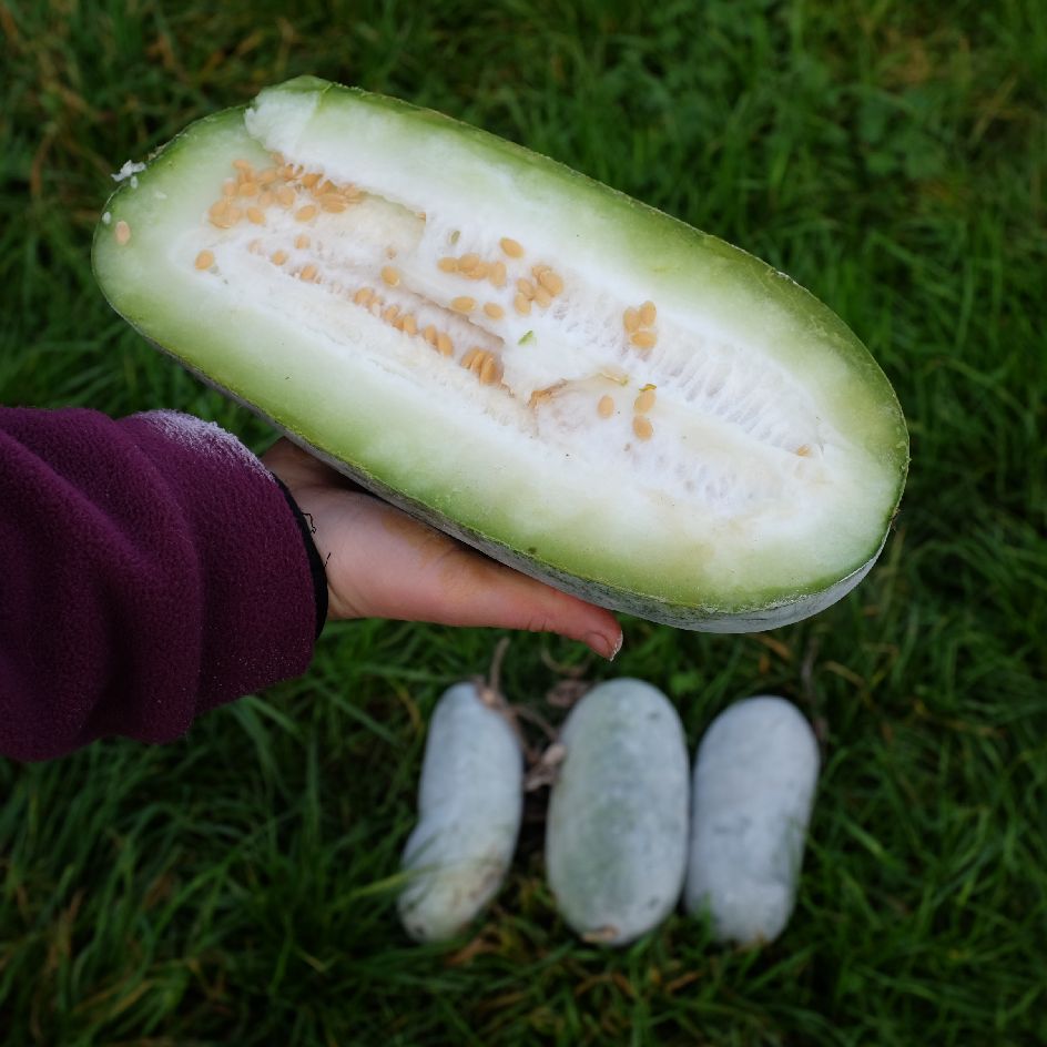 la-bo-te-graines-courge-chieh-qua-sweet-little-heart-bio-graines image 1