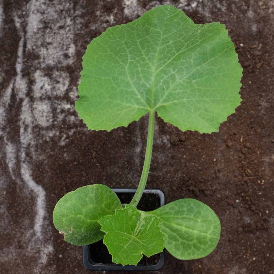 la-bo-te-graines-courge-delicata-bio-graines-l-gumes-sucr-e image 4