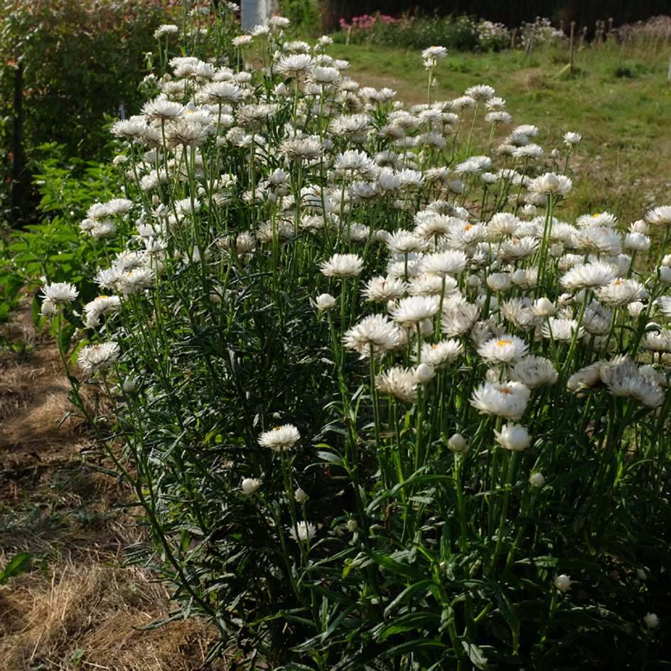la-bo-te-graines-graines-fleurs-immortelle-blanc-pur-bio-bouquet image 5