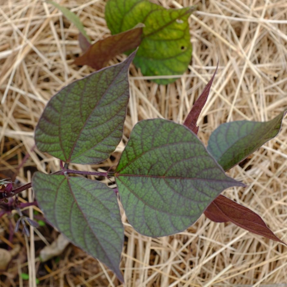 la-bo-te-graines-dolique-gypte-ruby-moon-graines-fleurs-bio image 3