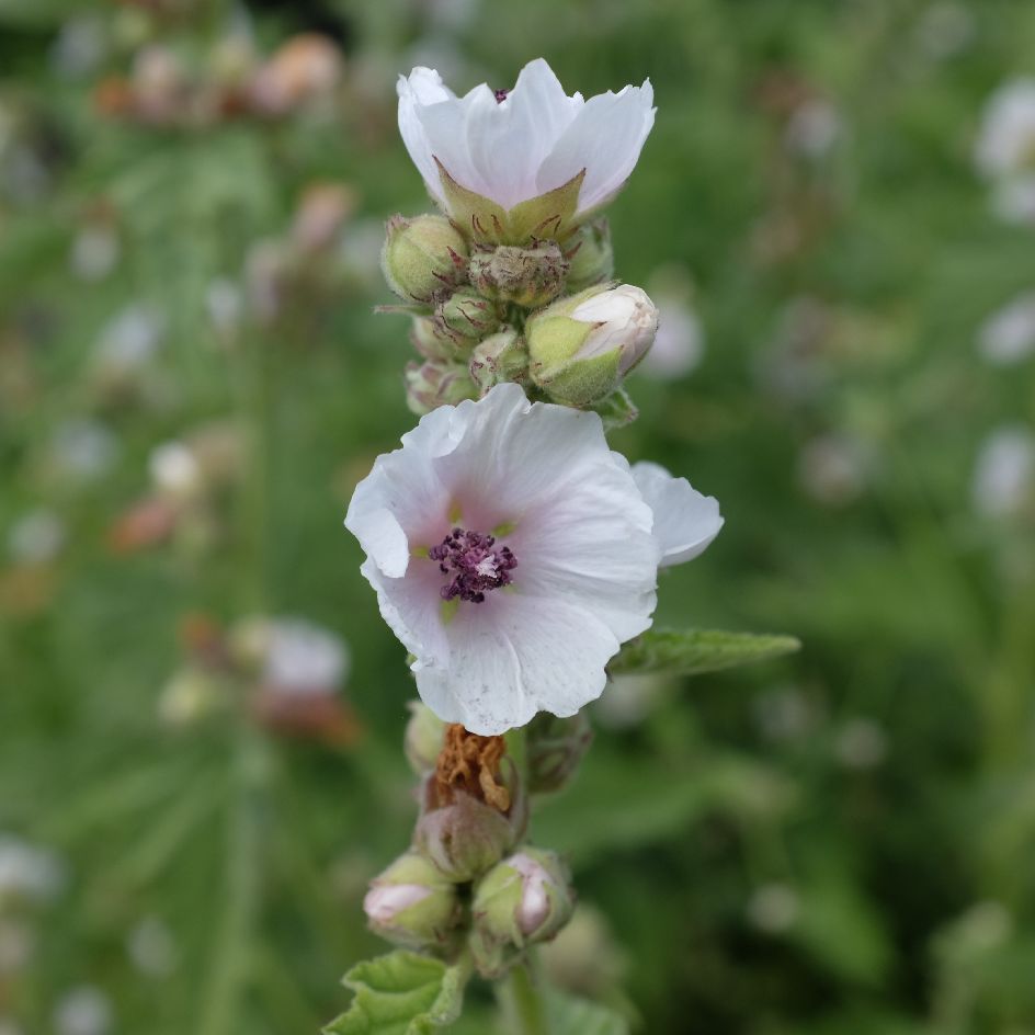 la-bo-te-graines-guimauve-officinale-graines-bio-vivace image 2