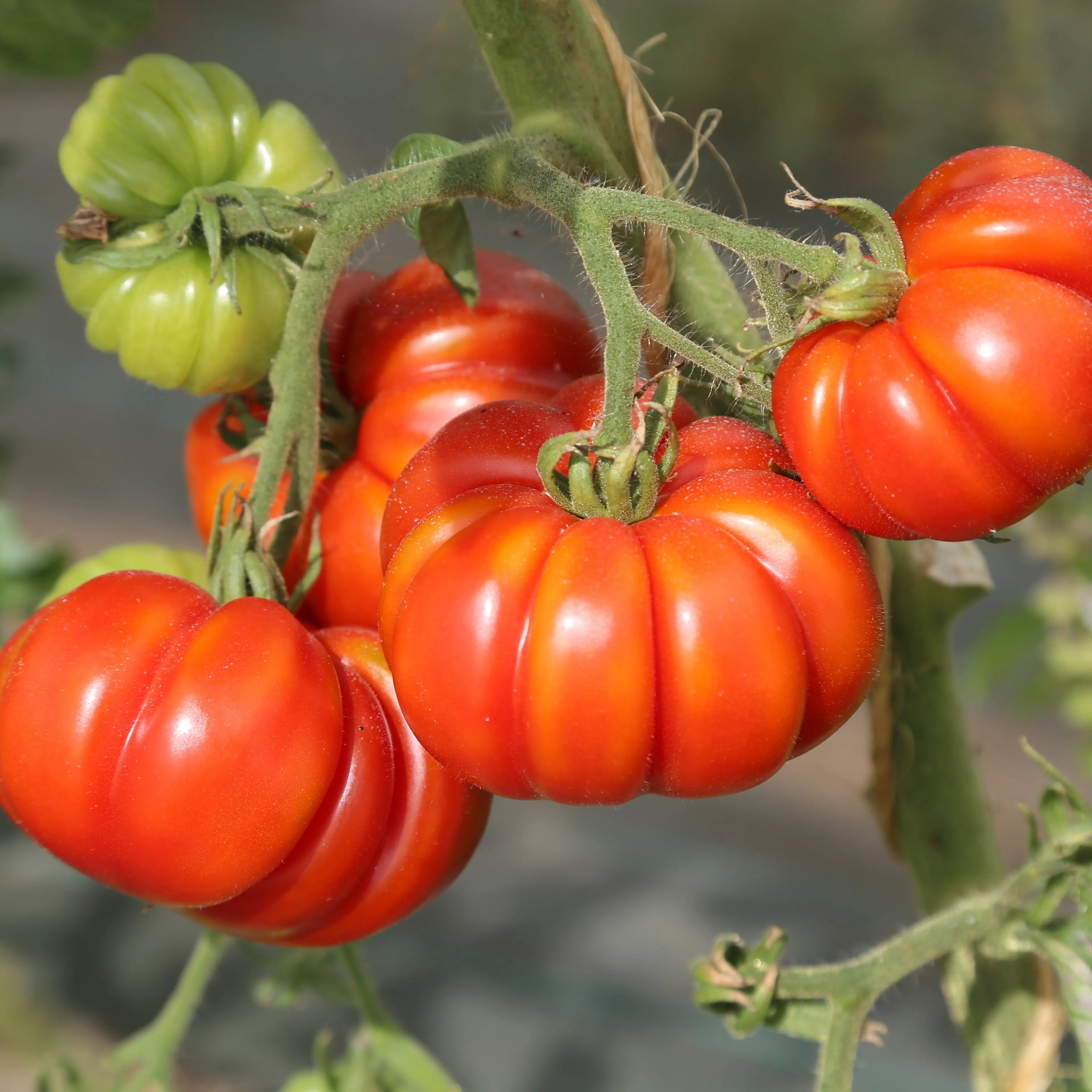 ferme-de-sainte-marthe-graines-potag-res-tomate-costoluto-genovese-ab-bio image 2