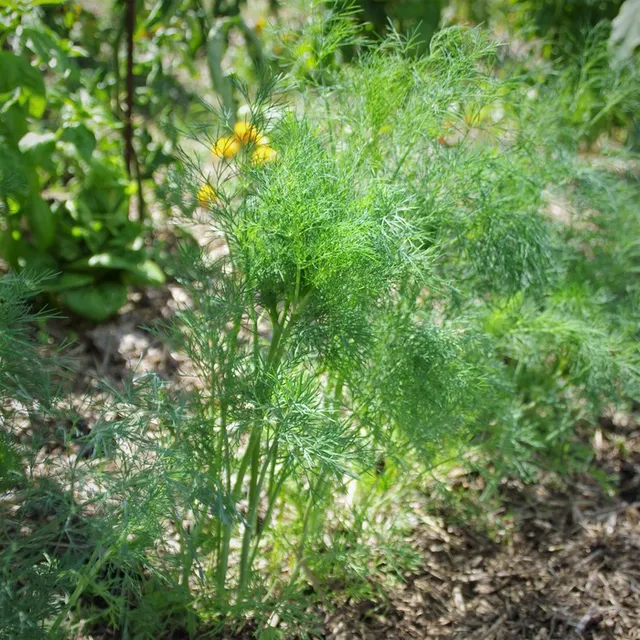 les-semences-de-l-ombelle-aneth-officinale-bio-graines-aromatiques-bio image 1