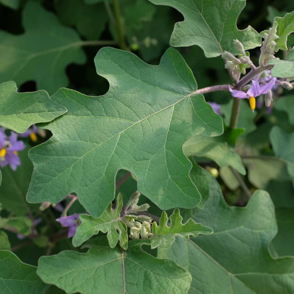 la-bo-te-graines-graines-l-gumes-aubergine-noon-ta-klong-pea-bio-curry image 4