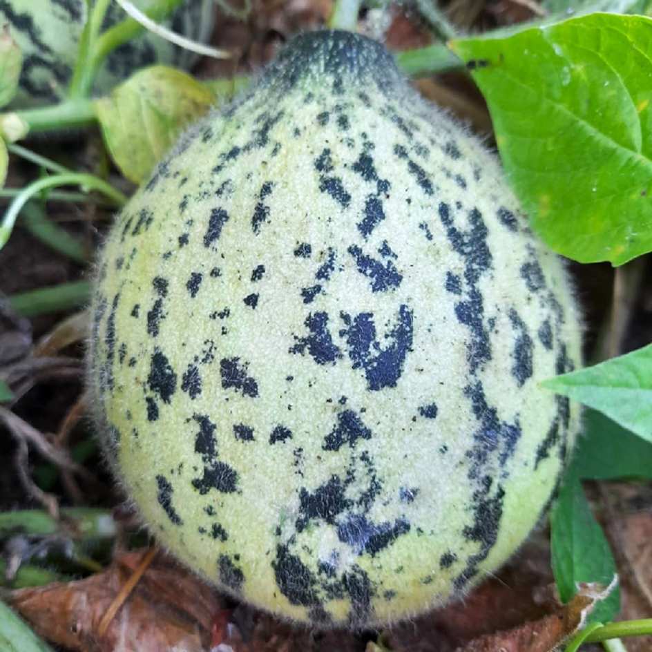 la-bo-te-graines-melon-turkish-leopard-bio-graines-sucr image 2