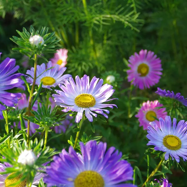 les-semences-de-l-ombelle-marguerite-m-lange-bio-graines-fleurs image 1