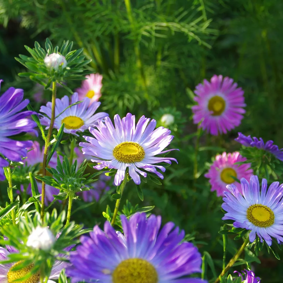 les-semences-de-l-ombelle-marguerite-m-lange-bio-graines-fleurs image 1