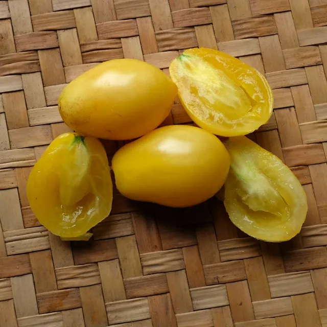 la-bo-te-graines-tomate-t-ton-de-v-nus-jaune-graines-bio image 1