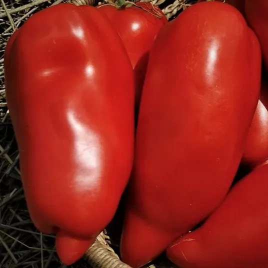 la-bo-te-graines-tomate-opalka-graines-bio-s-chage image 1
