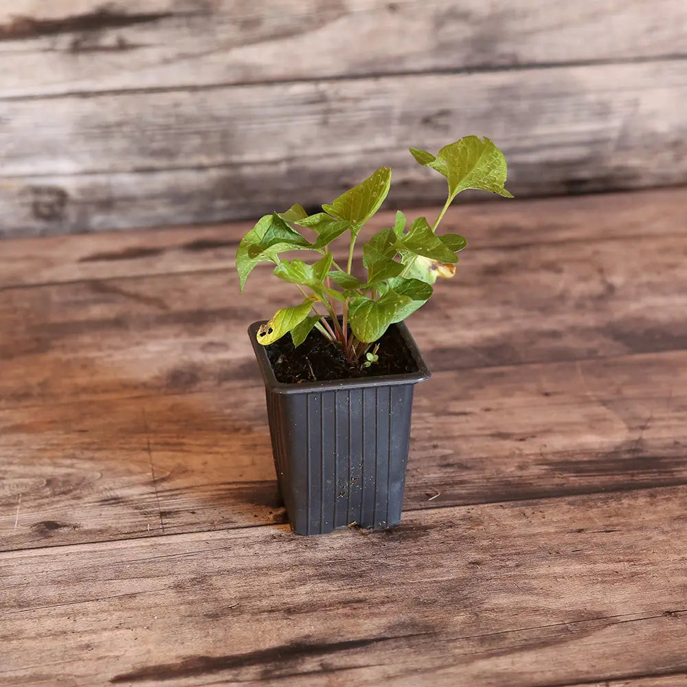 ferme-de-sainte-marthe-ch-nopode-bon-henri-plant-bio-vivace image 1