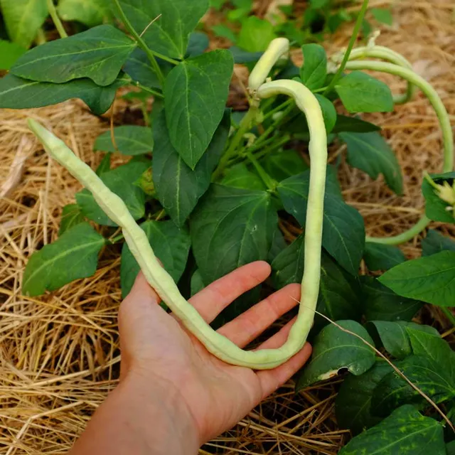 la-bo-te-graines-haricot-kilom-tre-nain-bio-graines-potager-60-cm image 1