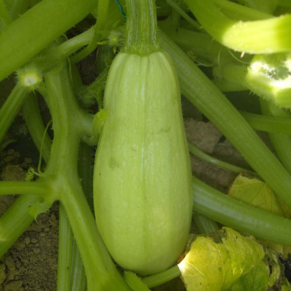 la-bo-te-graines-graines-l-gumes-odessa-courgette-bio-sucr-e image 3