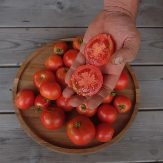 la-bo-te-graines-promyk-graines-tomate-naine-bio-pot image 1