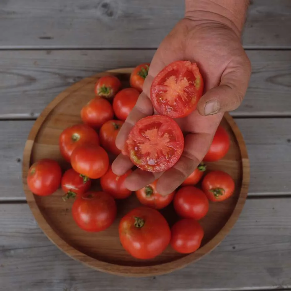 la-bo-te-graines-promyk-graines-tomate-naine-bio-pot image 1