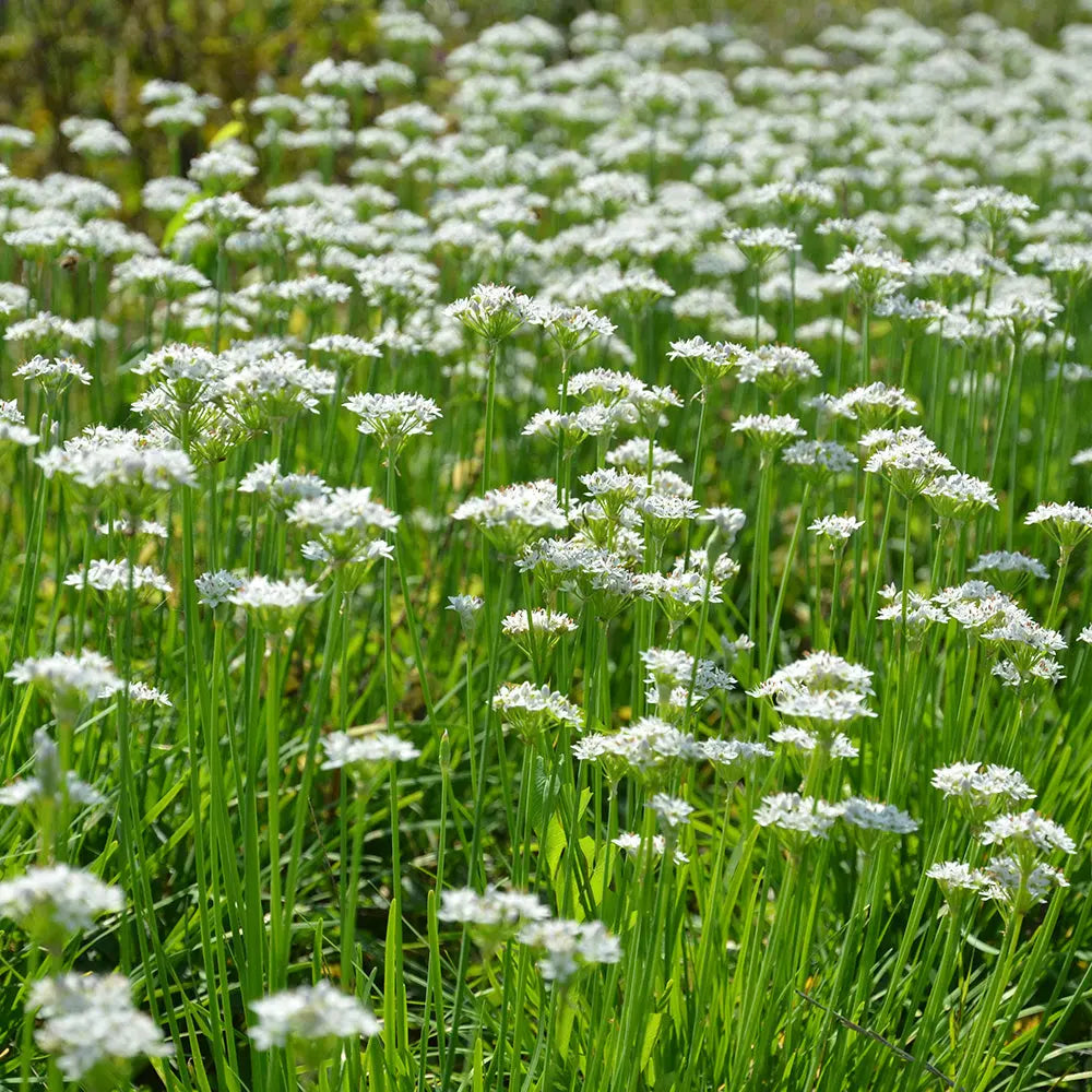 ferme-de-sainte-marthe-ciboule-blanche-graines-aromatiques-bio-vivace image 1