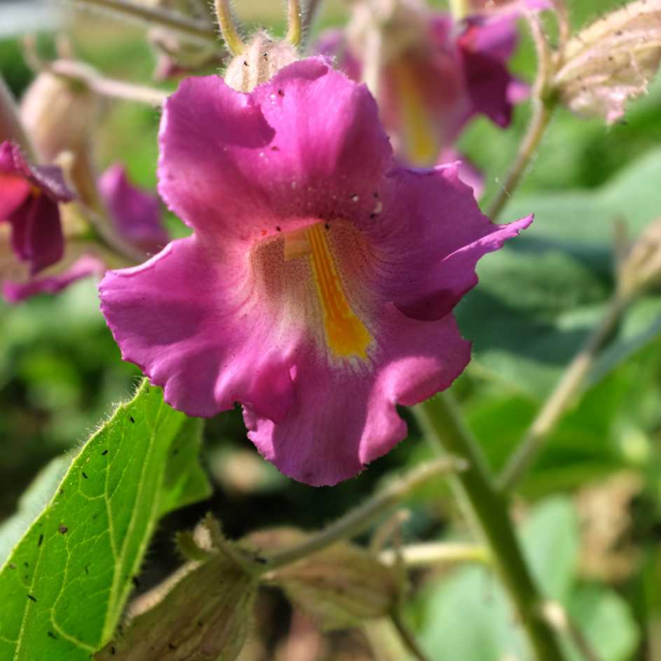 la-bo-te-graines-griffe-du-diable-graines-fleurs-bio image 2