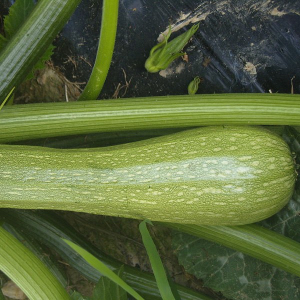 la-bo-te-graines-courgette-genovese-graines-bio-vert-clair image 1
