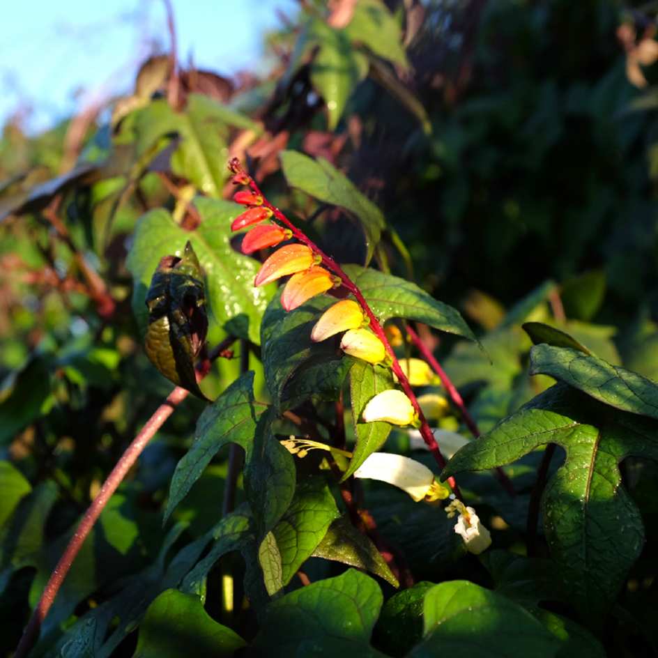 la-bo-te-graines-exotic-love-graines-mina-lobata-bio image 3