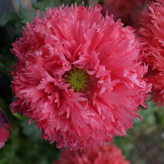 la-bo-te-graines-pavot-double-rose-bio-graines-fleurs image 1