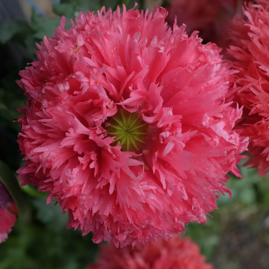 la-bo-te-graines-pavot-double-rose-bio-graines-fleurs image 1
