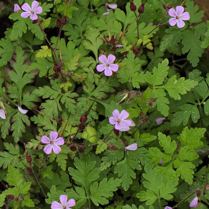 la-bo-te-graines-herbe-robert-graines-fleurs-bio-rose image 3