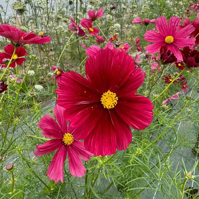 ferme-de-sainte-marthe-cosmos-rubenza-graines-fleurs-bio-sachet image 1