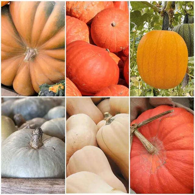 ferme-de-sainte-marthe-s-lection-courge-moi-si-tu-peux-assortiment image 1